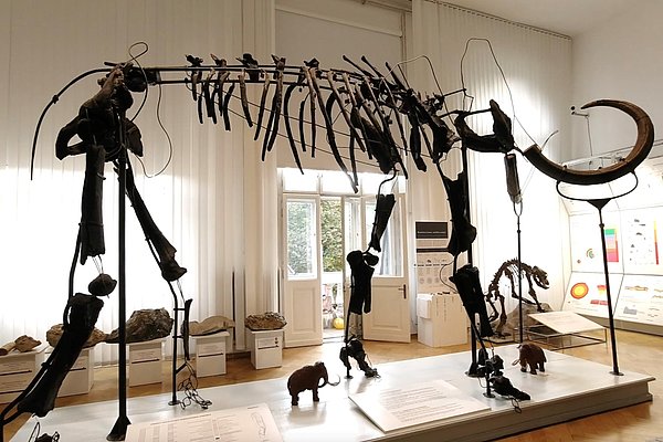 fotografija okostja mamuta v Prirodoslovnem muzeju Slovenije