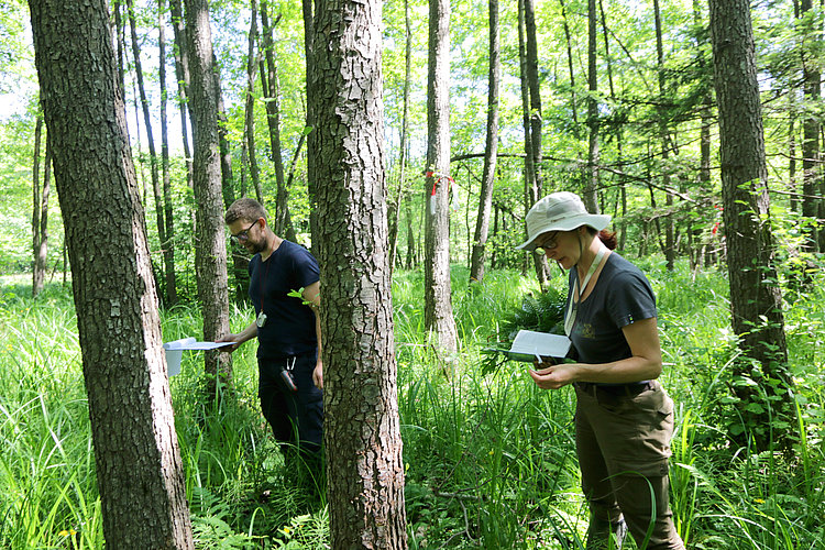 Slika 6. Terenski popis vegetacije na eni od ploskev za test monitoringa gozdnih HT, ki se nahaja v sestoju nižinskega črnojelševja v območju Nature 2000 Ličenca pri Poljčanah. (foto: Lado Kutnar)