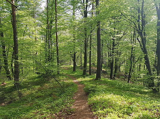 Spomladanski gozd območje Nature 2000 Rašica (Foto: Vesna Petkovska)