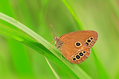 fotografija metulja barjanskega okarčka