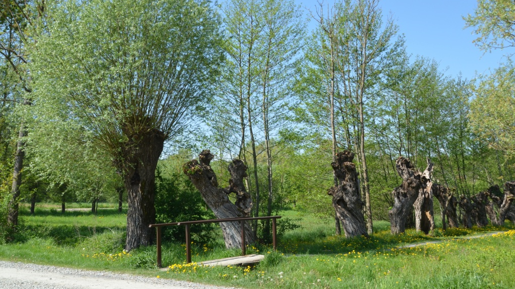 Pot čuka in puščavnika (Foto: Stanka Dešnik)