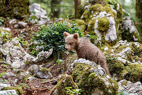mladič rjavega medveda v gozdu