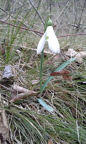 mali zvonček - rastlina z belim cvetom, ki spominja na zvonček