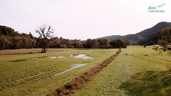 fotografija mokrotnega travnika