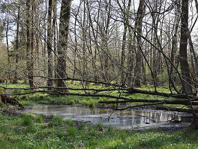 Nižinski poplavni gozdovi na območju Nature 2000 Ličenca pri Poljčanah (avtor: Vesna Stanić, Zavod Štirna)