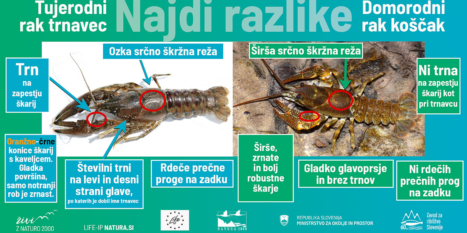 infografika_rak_koscak_rak_trnavec (najdi razlike)