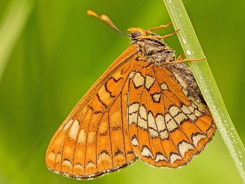 fotografija metulja gozdnega postavneža
