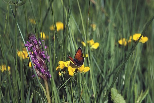 metulj močvirski cekinček na cvetočem travniku