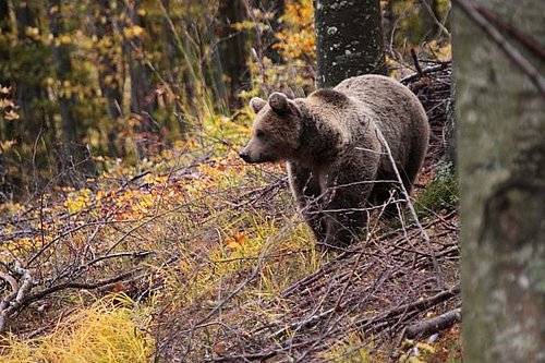 rjavi medved v gozdu