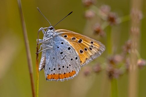 fotografija metulja močvirskega cekinčka 