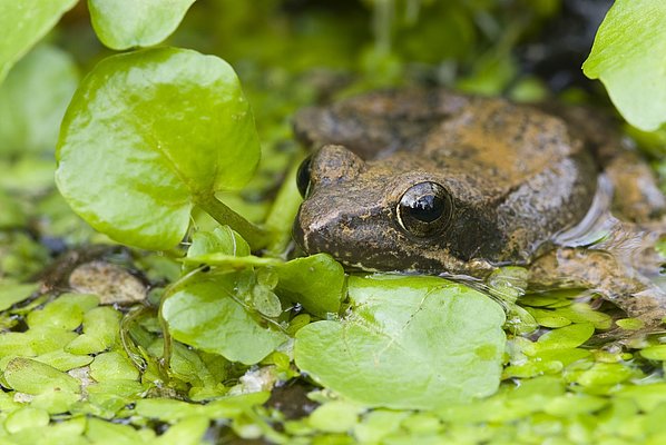 laška žaba
