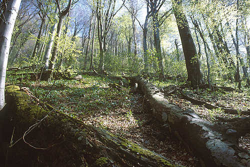 gozdni rezervat