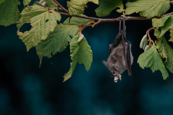 fotografija netopirja na veji