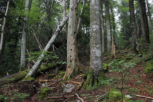 drevesa v gozdnem rezervatu
