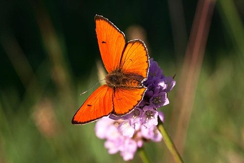 fotografija metulja močvirskega cekinčka