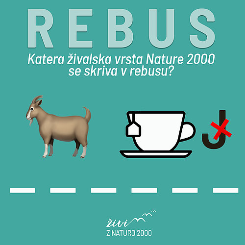 Rebus: risba koze in skodelice čaja