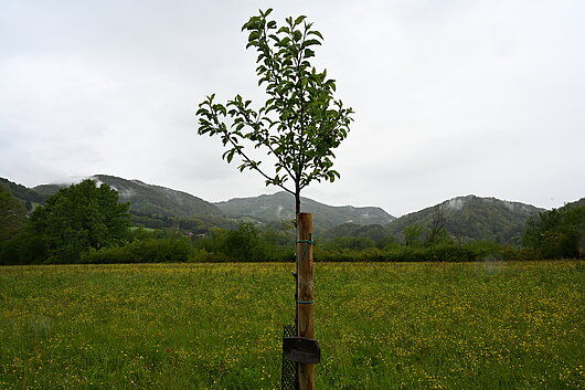 drevo posajeno v projektu LIFE-IP NATURA.SI