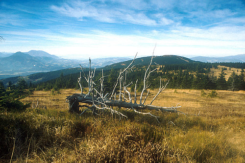 podrto mrtvo drevo na travniku