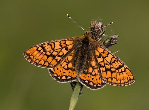 fotografija metulja travniškega postavneža