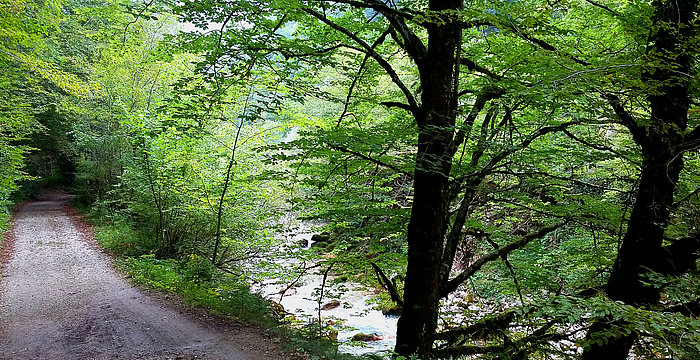 gozdna cesta v Kamniški Bistrici