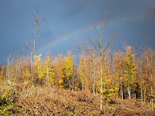 Fotografija gozda jeseni