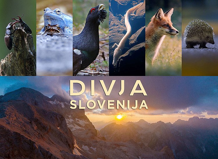 kolaž fotografij 6 živali, ki nastopajo v filmu Divja Slovenija, spodnjo polovico kolaža predstavlja fotografija gorske pokrajine z napisom Divja Slovenija