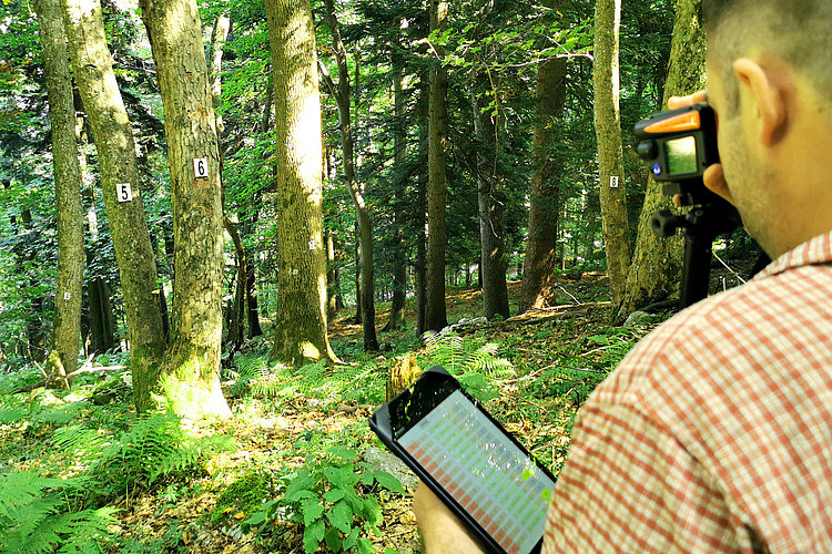Slika 7. Ocenjevanje stanja gozdnega sestoja in dendrometrijske meritve dreves na ploskvah za test monitoringa gozdnih HT potekajo po prilagojeni metodologiji, ki jo že več let uporabljamo pri nacionalni gozdni inventuri (monitoring gozdov in gozdnih ekosistemov) v Sloveniji. (foto: Ana Simčič)