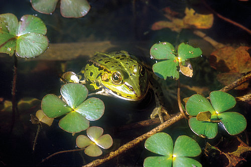 listi rastline štiriperesna marzilka in zelena žaba v vodi