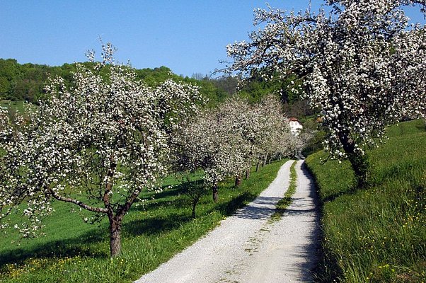 Cvetoče jablane v Kozjanskem regijskem parku. (Foto: Barbara Ploštajner, Kozjanski regijski park)