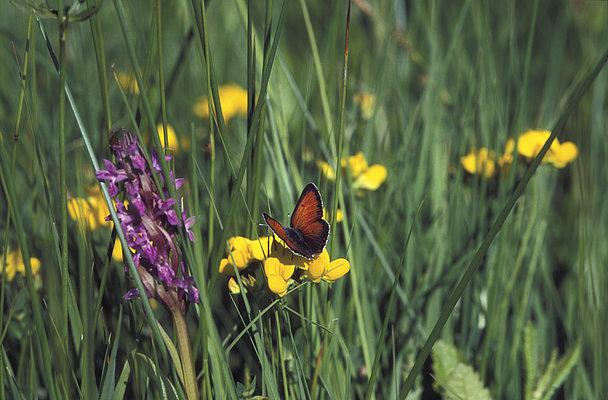 metulj močvirski cekinček na travniškem cvetju