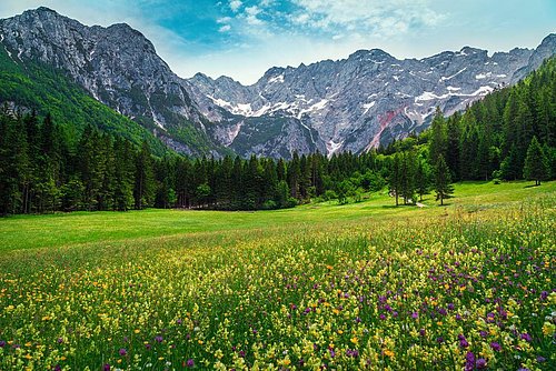 cvetoč travnik z gorami v ozadju