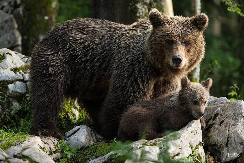 Medvedka z mladičem v gozdu