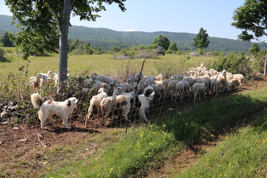 Čreda ovac je zagrajena z visokimi elektromrežami. Dodatno jo varujejo pastirski psi, ki so skupaj z ovcami znotraj ograde.
