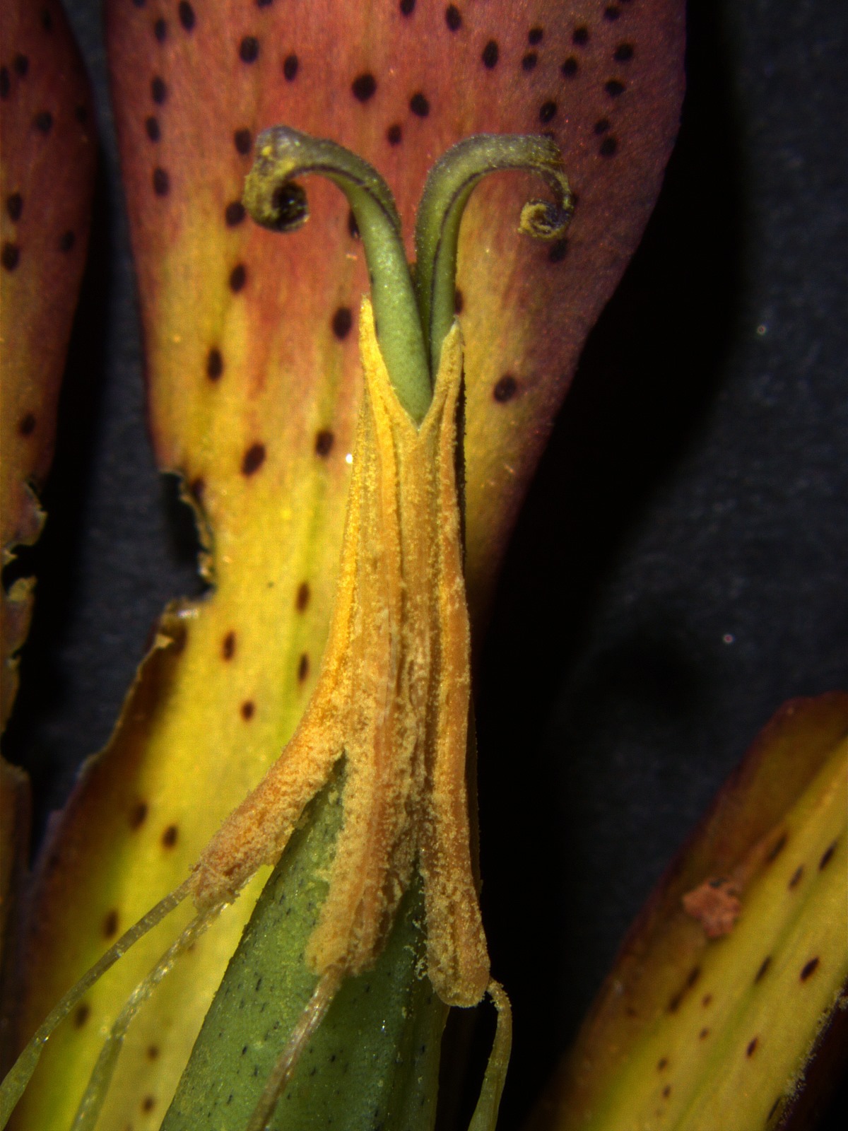 Prikaz zraslih prašnikih in venčnih listov pod lupo